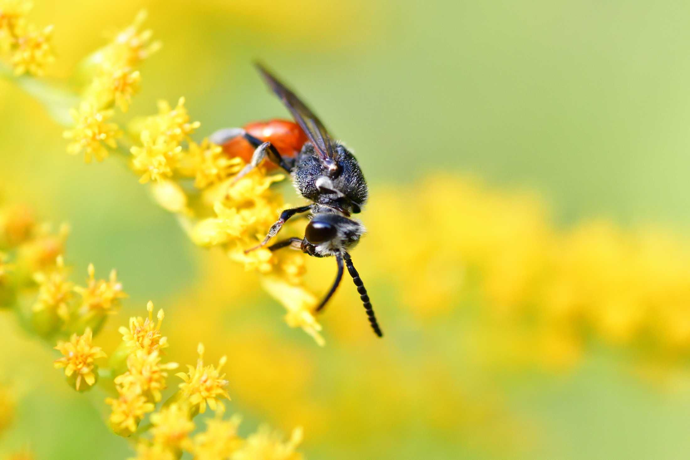 Eine Blut Biene auf gelben Blüten.