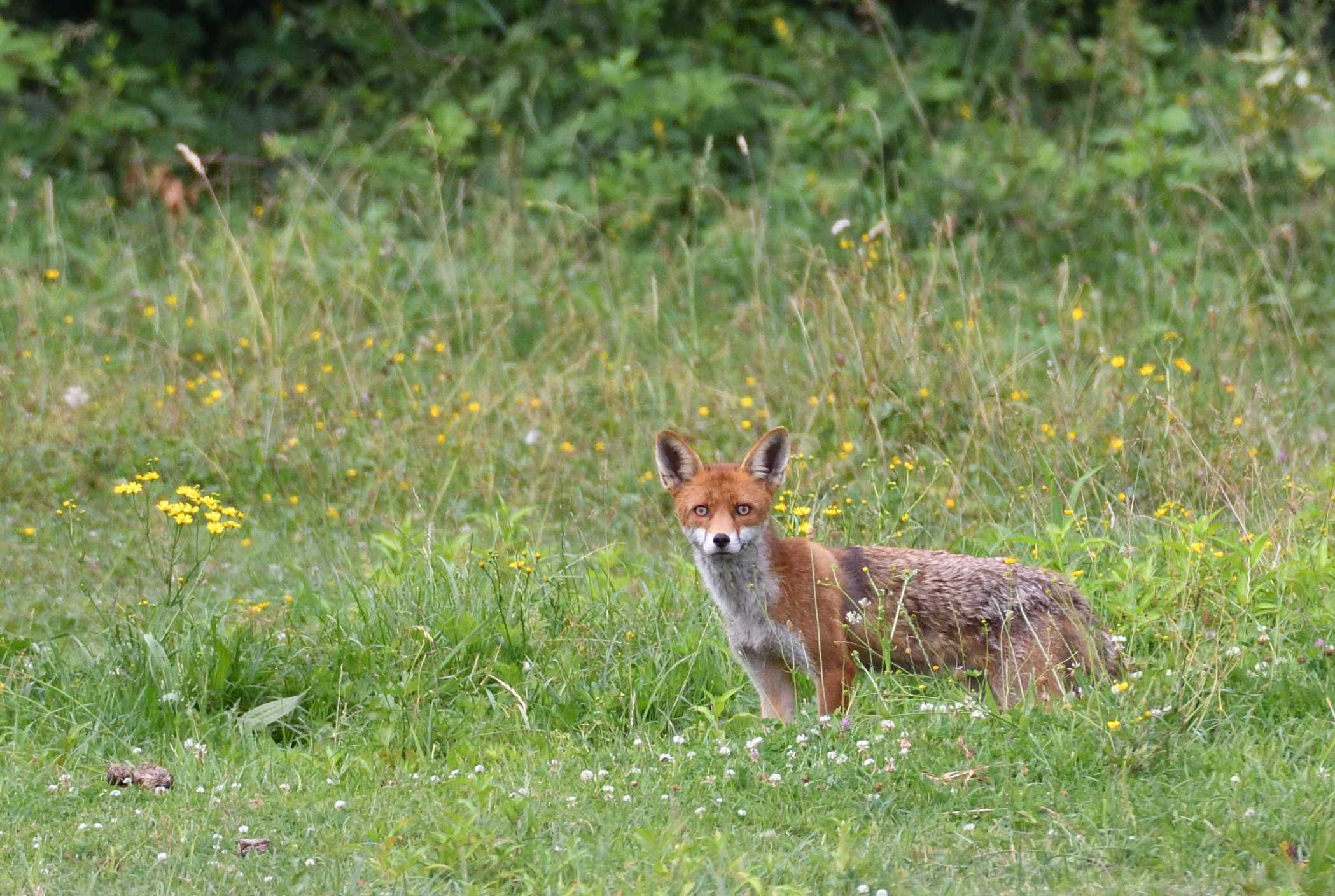 Ein Fuchs in einer Wiese.