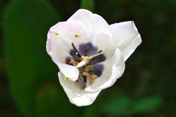 Macro photo of a white flower and dark purple color inside.