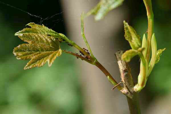 Ants running on a leaf