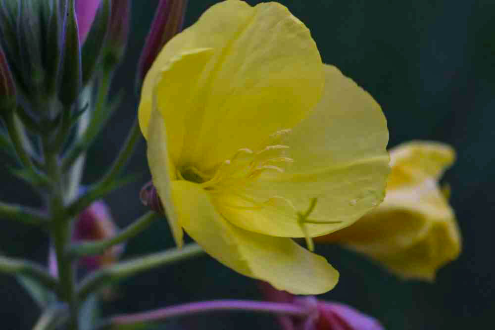 A yellow flower with large leafs.