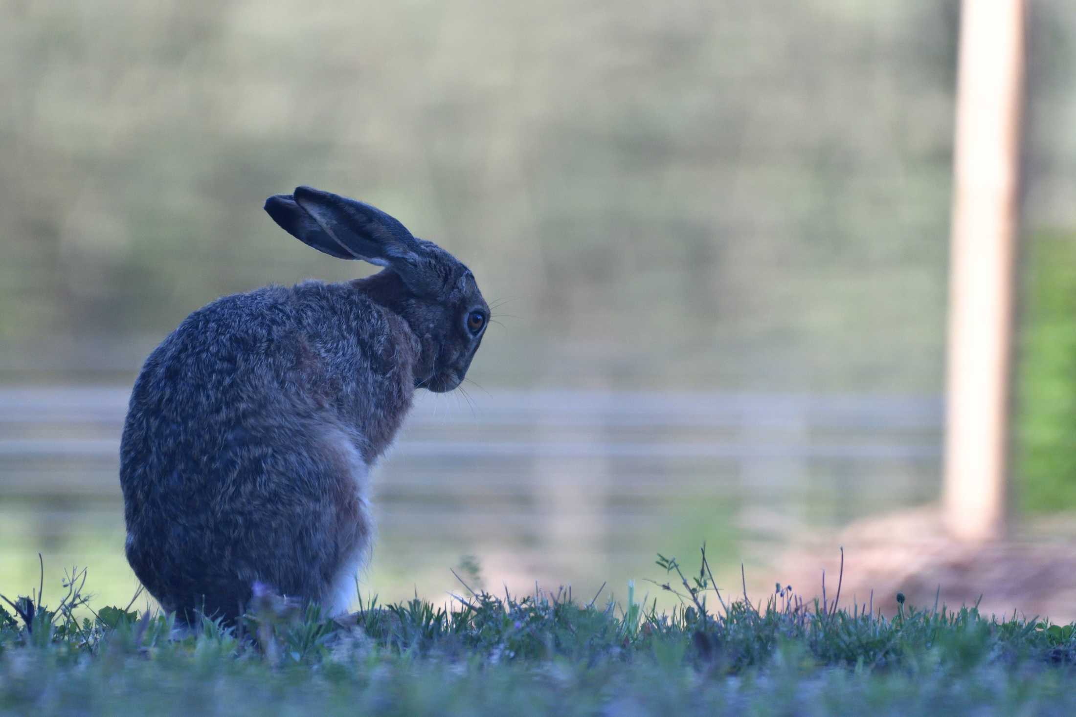 Ein Hase blickt in die Ferne.