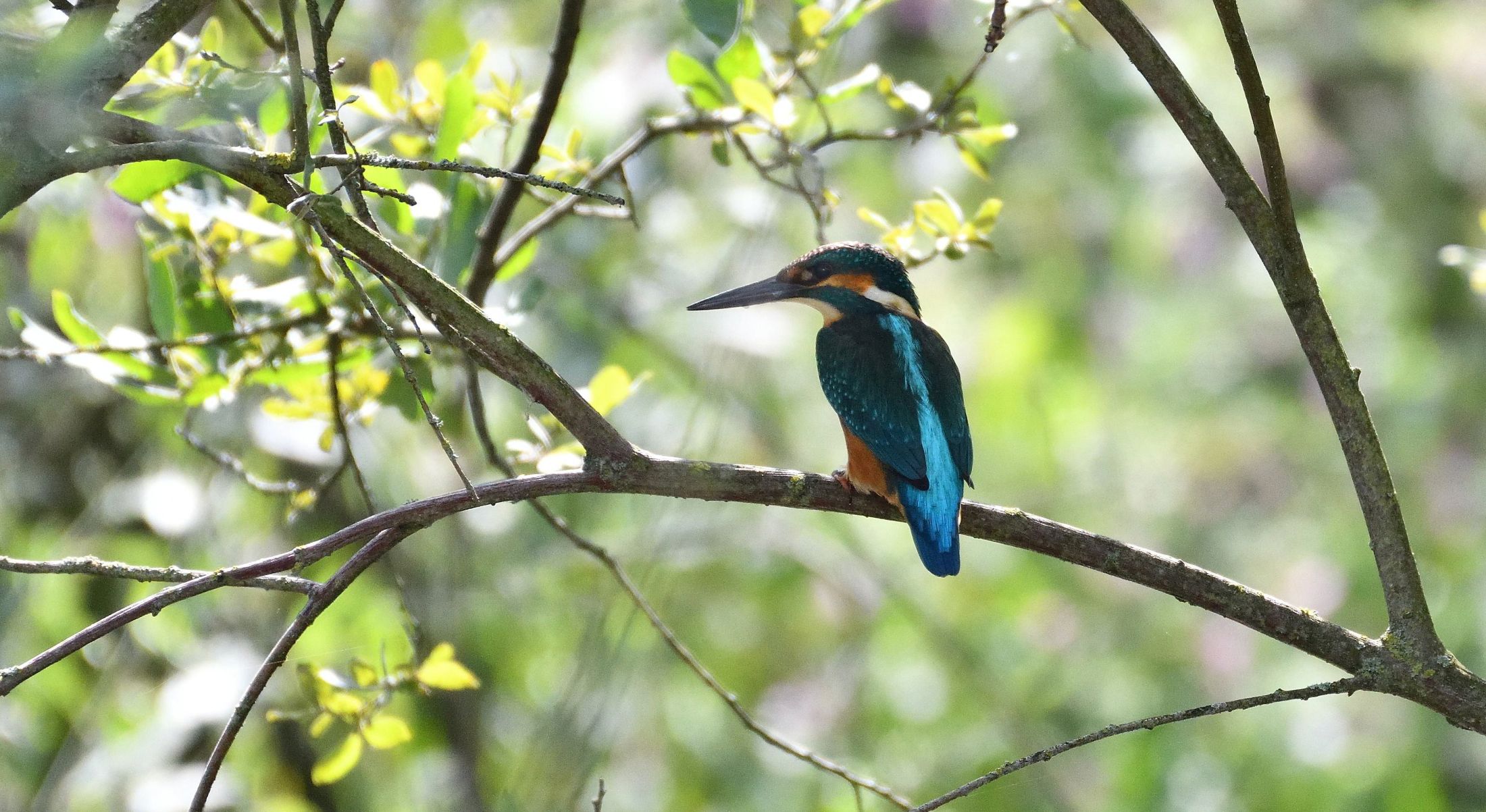 Kingfisher sitting on a branch surrounded by green leaves and branches.