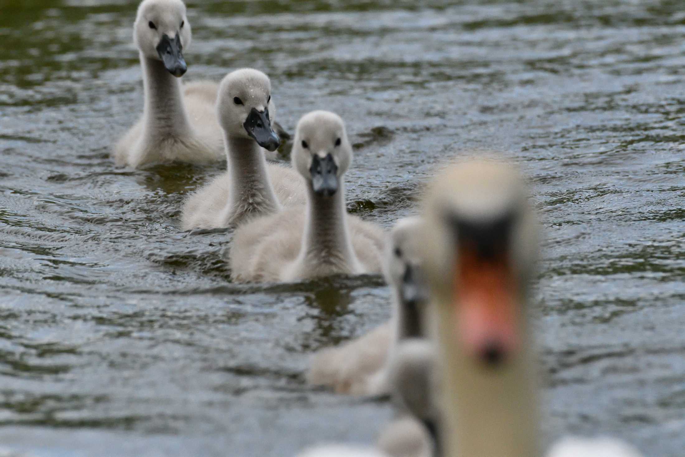 Schwan mit Jungtieren.