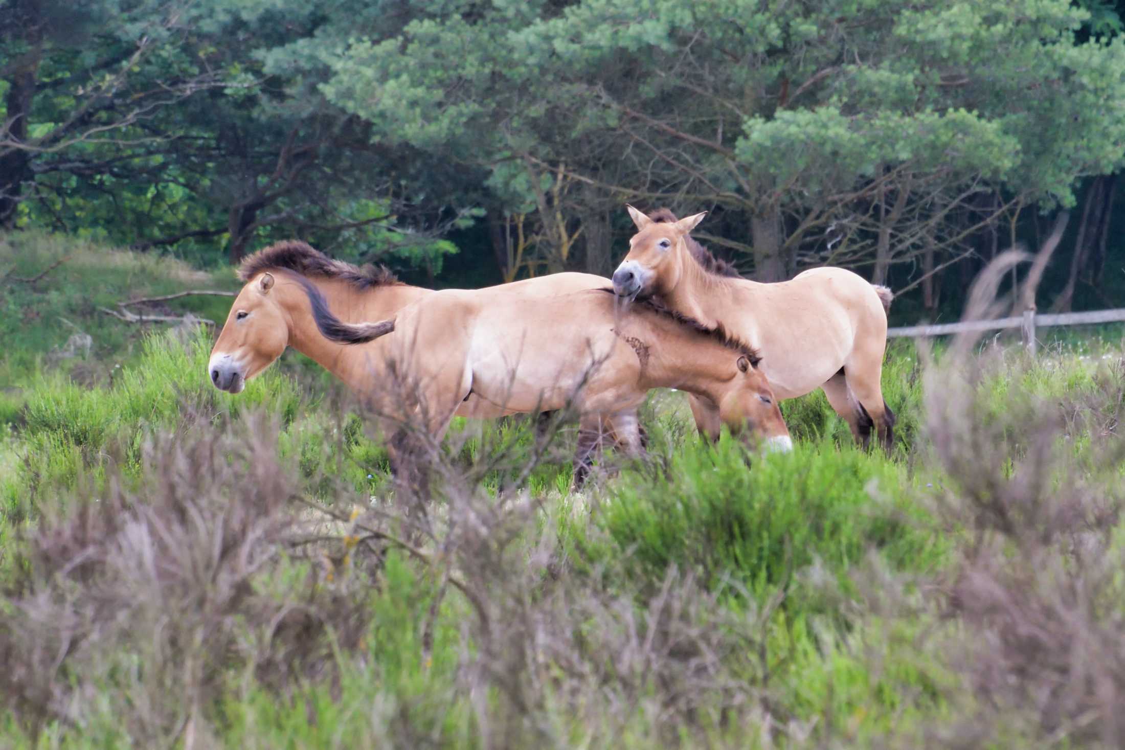 Drei Wildpferde stehen nahe beisamen.