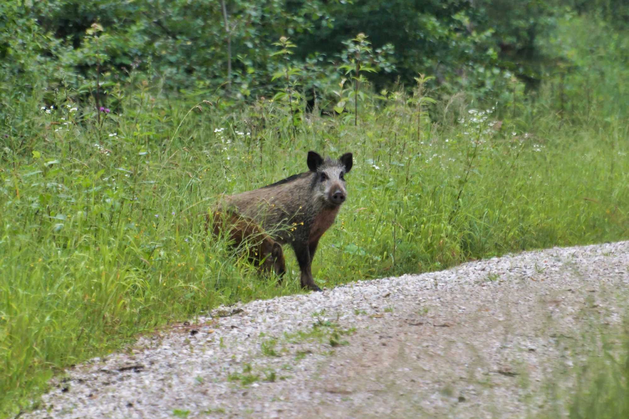 Ein Wildschein am Wegrand.